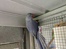 Lost Indian Ringneck Parakeet