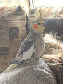 Lost Cockatiel