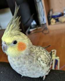 Lost Cockatiel