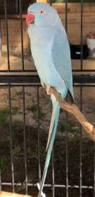 Lost Indian Ringneck Parakeet