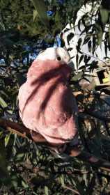 Lost Galah Cockatoo