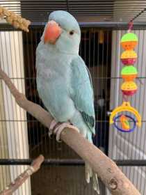 Lost Indian Ringneck Parakeet