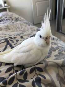 Lost Cockatiel