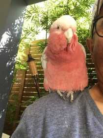 Lost Galah Cockatoo