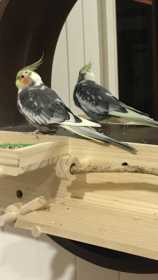 Lost Cockatiel