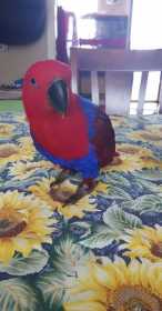 Lost Eclectus