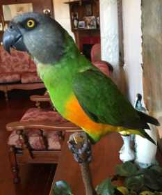 Lost Senegal