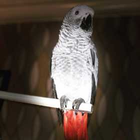 Lost African Grey