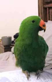 Lost Eclectus