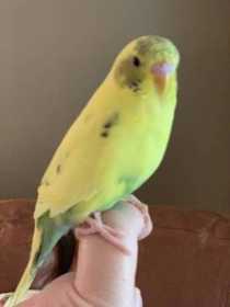 Lost Budgerigar