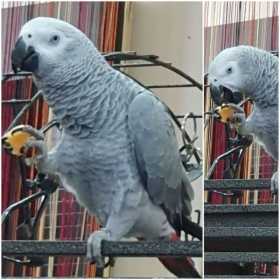 Lost African Grey
