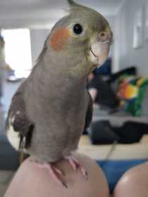 Lost Cockatiel