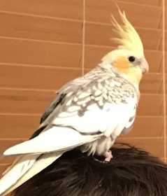 Lost Cockatiel