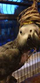 Lost African Grey