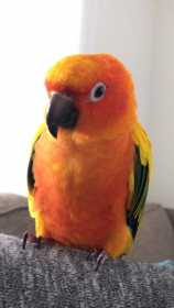 Lost Conure