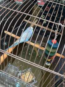 Lost Budgerigar