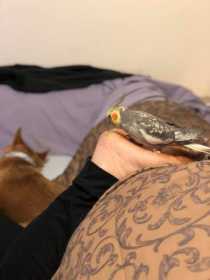 Lost Cockatiel