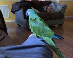 Lost Macaw