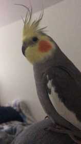 Lost Cockatiel