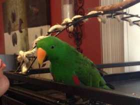 Lost Eclectus