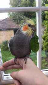 Lost Cockatiel