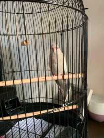 Lost Cockatiel