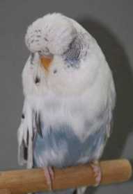 Lost Budgerigar