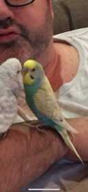 Lost Budgerigar