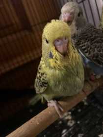 Lost Budgerigar