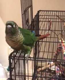 Lost Conure