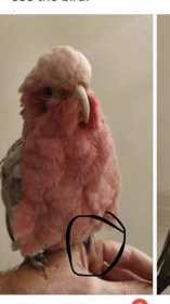 Lost Galah Cockatoo