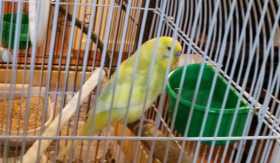 Lost Budgerigar