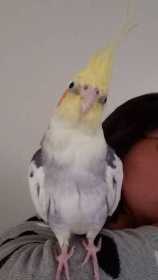 Lost Cockatiel