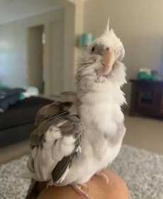 Lost Cockatiel