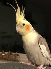 Lost Cockatiel