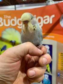 Lost Budgerigar