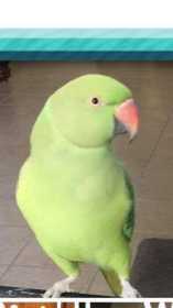 Lost Indian Ringneck Parakeet