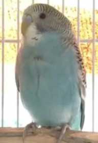 Lost Budgerigar