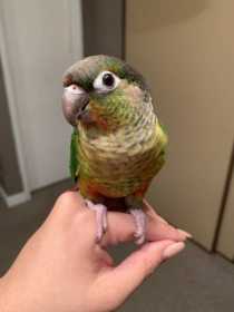 Lost Conure