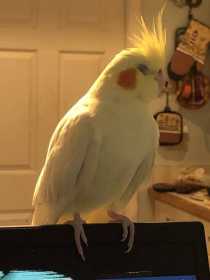 Lost Cockatiel