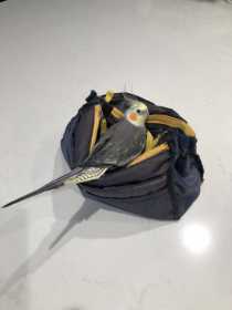 Lost Cockatiel