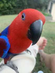 Lost Eclectus
