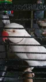 Lost Lacewing Ringneck Parakeet