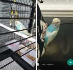 Lost Budgerigar