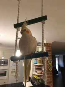 Lost Cockatiel