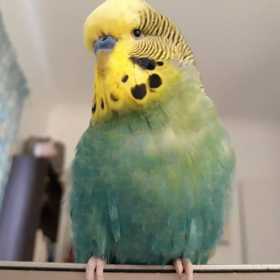 Lost Budgerigar