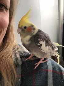 Lost Cockatiel