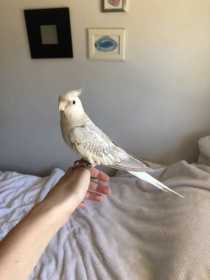 Lost Cockatiel