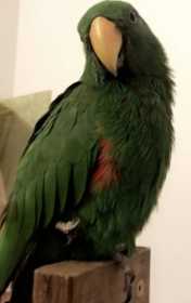 Lost Eclectus