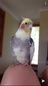 Lost Cockatiel